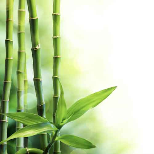 Bambus 03