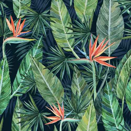 Tropenblatt Strelitzia 70