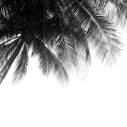 Palmenblätter 28