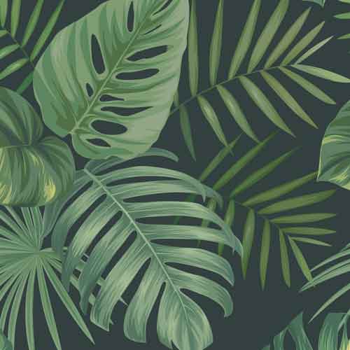 Tropenblaetter Mostera 65