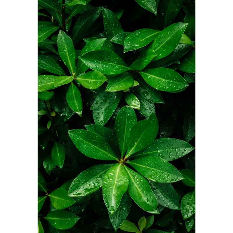HSK RenoDeco Fotodruck Duschrückwand Botanik Green 62